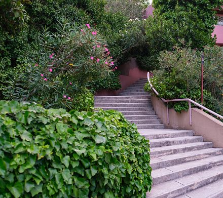 Stairs among plants