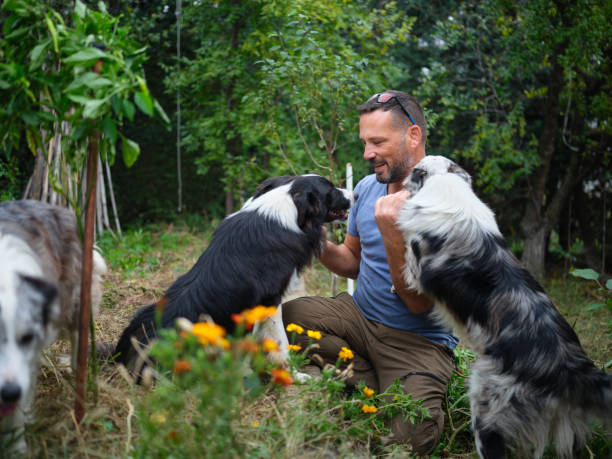 istock Handsome farmer playing with his dogs 2080711002