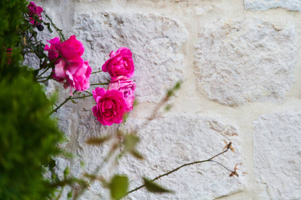 Free Stock Photo of Pink Rose in Front of Brick Wall | Download Free ...