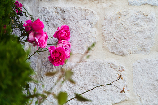 Pink climbing roses on a branch on a white brick wall background. High quality photo