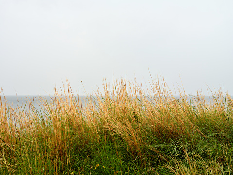 Germany, Schleswig-Holstein, beach grass, latin name Ammophila arenaria, at the beach of german city hohwacht (focus on grass)