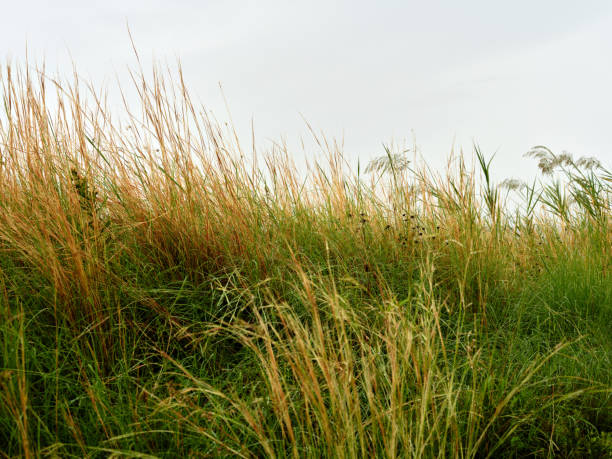istock Yellow grass in front of clear sky 2080716900