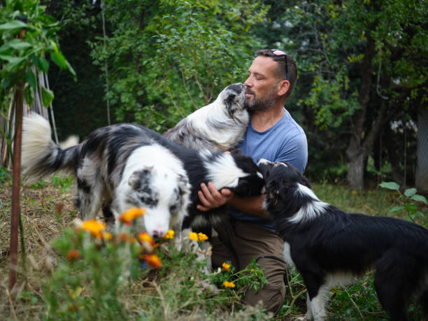istock Handsome farmer playing with his dogs 2080717953