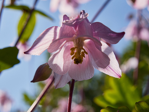 Beautiful pink bell flower, photographed in close-up, beautiful flower shape, a real decoration of summer