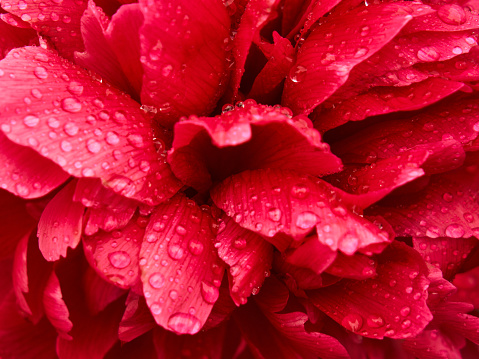 A red peony bud photographed in close-up, a chaos of red petals with shiny drops of water, beautiful natural texture