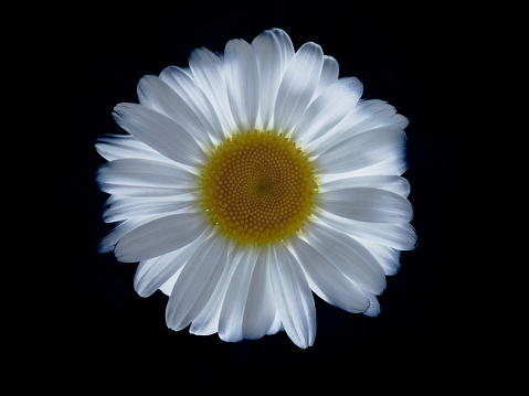 A close-up shot of the chamomile flower, with its yellow center and white petals. The flower has a beautiful shape, and the white color contrasts nicely against the black background