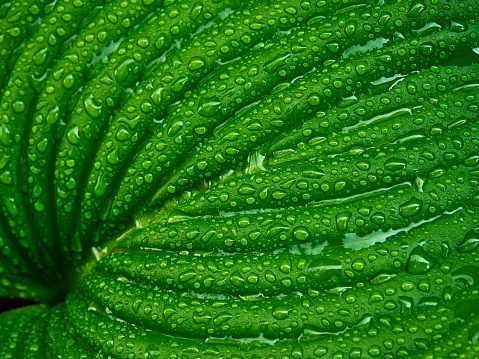 The leaves of the plant, after the rain, are photographed at close range. The texture of the leaves and the water droplets on their surface are clearly visible, creating a natural abstract painting