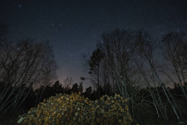 Night scene, felled trees in the forest under the starry sky. High quality photo