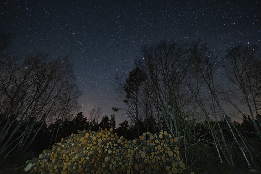 Night scene, felled trees in the forest under the starry sky. High quality photo