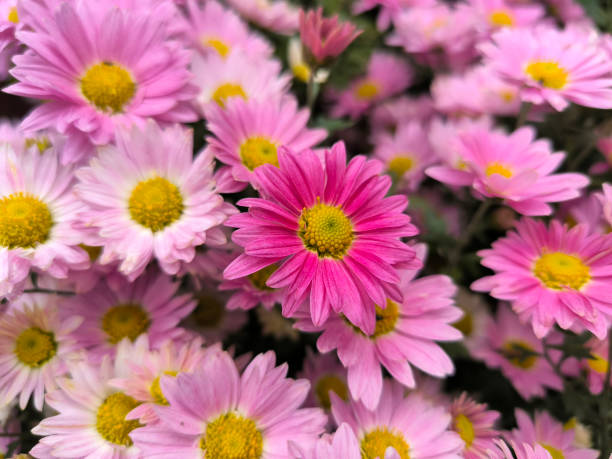 istock colorful blooming chrysanthemums in the garden 2080732674