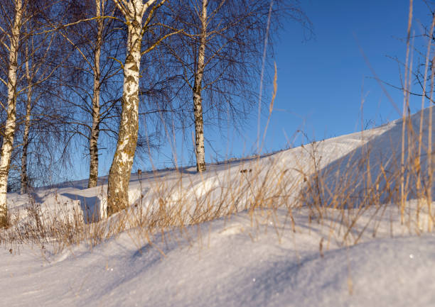 snowdrifts with yellow grass and birches, snowdrifts with plants in winter