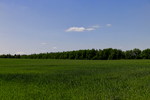 green wheat in the farmer's field, green wheat cereals in the field in summer before ripening