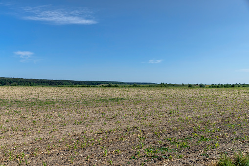 green corn sprouts in a large field in summer, a new crop of corn in the field in summer