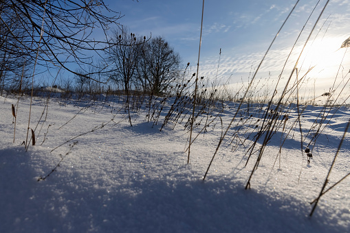 Oak Tree in Snow Covered Winter Landscape at Sunset