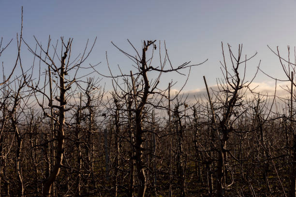 apple orchard with trees during thaw and ice melting - apple tree branch ストックフォトと画像