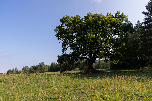 old green oak with green leaves in summer, old beautiful oak on a sunny summer day