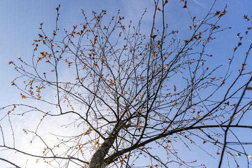 birch tree in the spring season, spring park with birch trees with the first red foliage in sunny weather