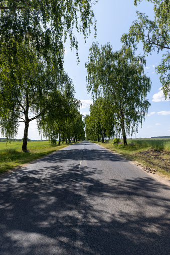 paved road with birch trees on the side of the road in sunny weather, birch trees along the paved road for cars