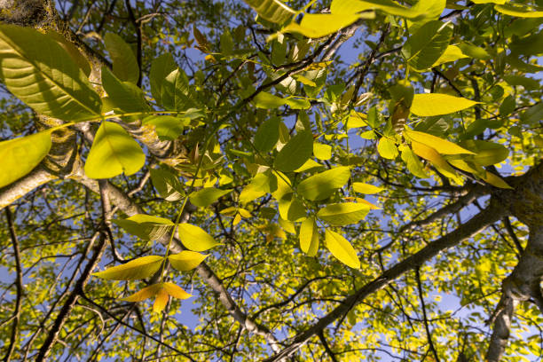 Sunny blue sky with treetops copy space scene