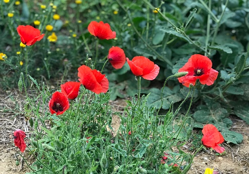 Amapolas salvajes floreciendo en primavera