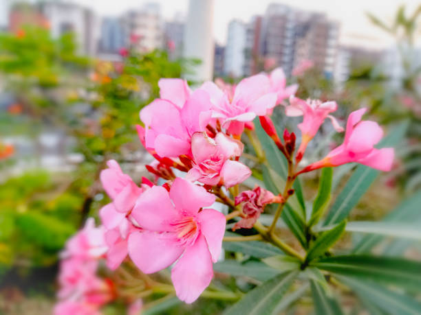 Pink Nerium oleander. flower with leave. Beautiful Nerium oleander flower blooms. Flowers blooming in the garden.