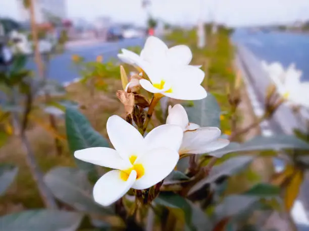 The beauty of nature (Plumeria alba) White and Yellow  Flowers with Green Leaves Background under Daylight.