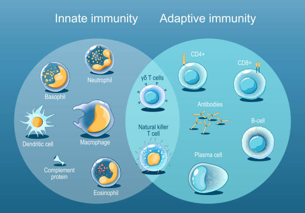 Adaptive and Innate immunity. Cells of The Immune System. Adaptive and Innate immunity. Cells of The Immune System. Immune response. Immunology infographic. Rapid and slow response. Isometric flat vector Illustration phagocytosis diagram stock illustrations