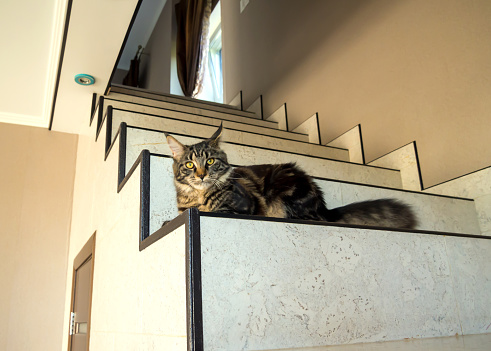 The cat lies on the steps of the stairs in the house.