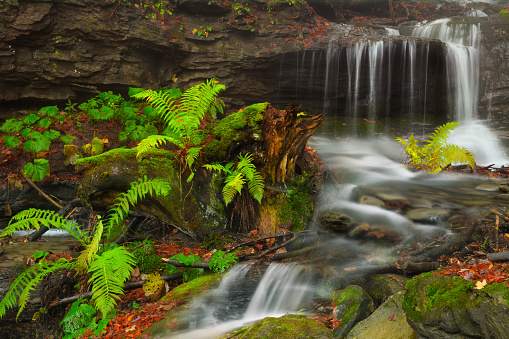 The Foreste Casentinesi, Monte Falterona and Campigna National Park is a national park established in 1993, located in the Tuscan-Romagna Apennines, along the border of the Emilia-Romagna and Tuscany regions, straddling the provinces of Forlì-Cesena, Arezzo and Florence.\nSince September 23, 1985, the Sasso Fratino Integral Nature Reserve has been awarded the Diploma of Protected Areas of the Council of Europe, while since July 7, 2017, both the reserve and the ancient beech forests within the park have been included by the UNESCO Commission in the Primeval Beech Forests of the Carpathians and Other Regions of Europe World Heritage Site, a serial site. Pictured are ancient plants and trees of beech and white spruce in the morning mist for a fairy tale landscape.