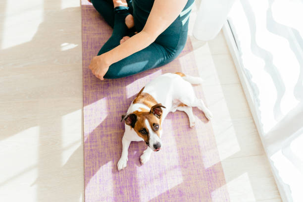 istock Sports training home with pets. 2080795094