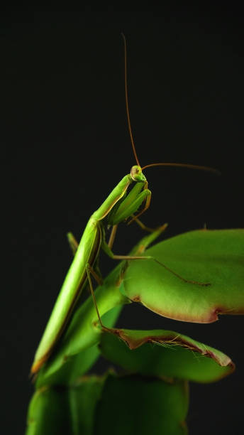 istock Natural camouflage of praying mantis 2080806041