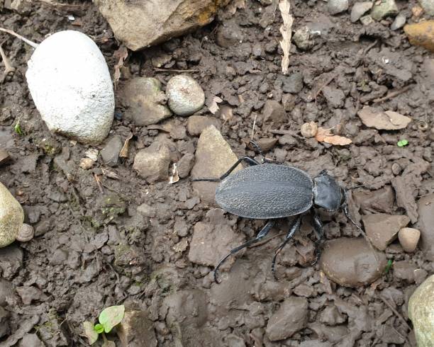 Leather ground beetle  (Carabus coriaceus) im frühling bei gartenarbeiten entdeckt, schwarzer käfer beetle species carabus coriaceus stock pictures, royalty-free photos & images