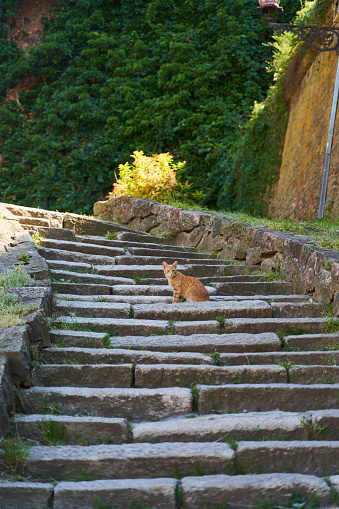 Ginger cat sitting on the stairs. High quality photo