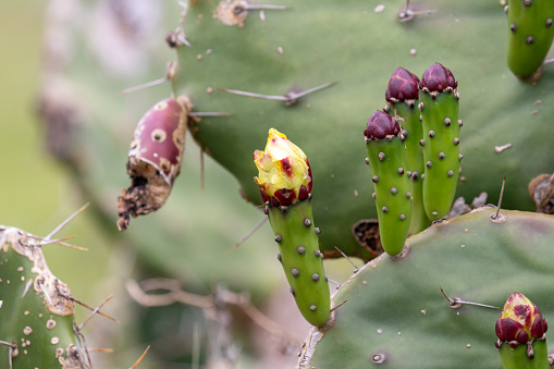 Beautiful cactuses.