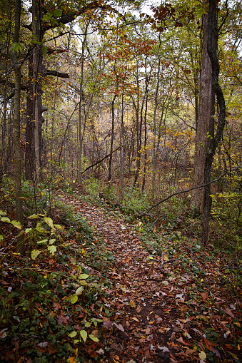 Tranquil autumn woodland path winding through a vibrant forest of changing colors, capturing the beauty of nature in Fort Wayne, Indiana.