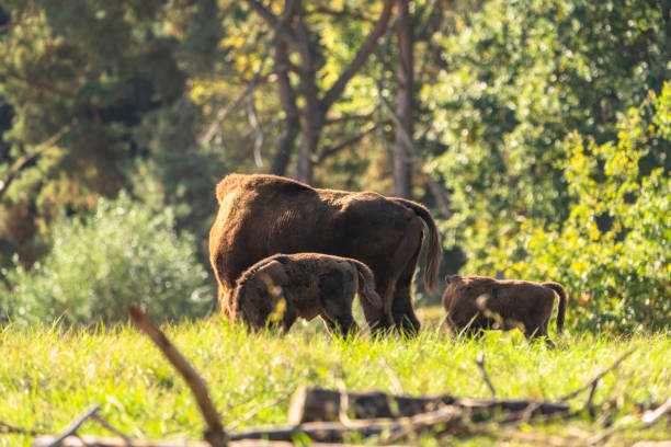 Wildlife in  Europe
