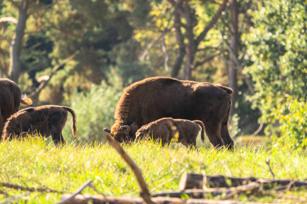 istock Wildlife - European Bison - Germany 2080879952