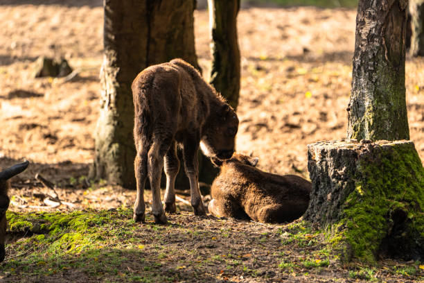 Wildlife in  Europe