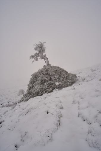 A single pinsapo tree towers over the surrounding forest, its branches heavy with a light dusting of snow. The scene is serene and enveloped in a thick winter fog that blankets the landscape, creating a sense of stillness and quietude.