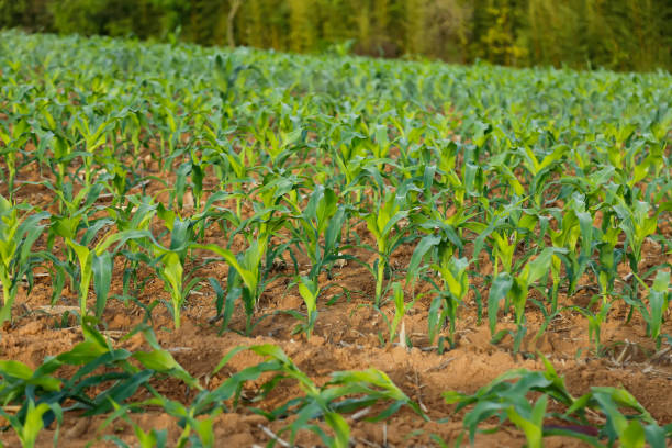 Como antecipar o milho safrinha? Imagem: Istockphoto.com Como antecipar o milho safrinha? Imagem: Istockphoto.com