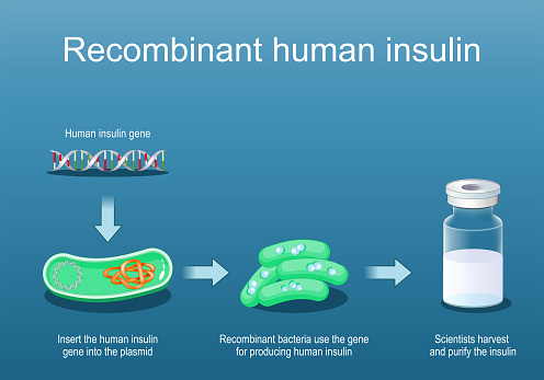 Recombinant human insulin. Recombinant bacteria use the gene for producing insulin. Cross section of a bacteria with plasmid. Glass vial with Insulin. Isometric flat vector Illustration
