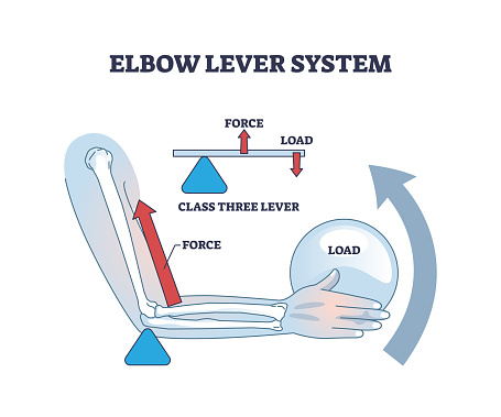 Elbow lever system and medical muscle work in weight lifting outline diagram. Labeled educational physiology scheme with force, load or class three lever vector illustration. Anatomical fitness study