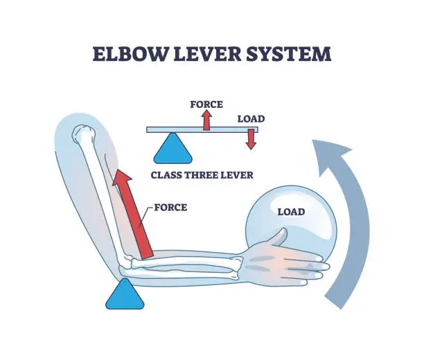 Vector illustration of Elbow lever system with medical muscle work in weight lifting outline diagram