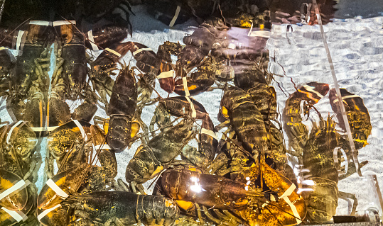 Aquarium with large lobsters with bandaged claws. Healthy food concept.
