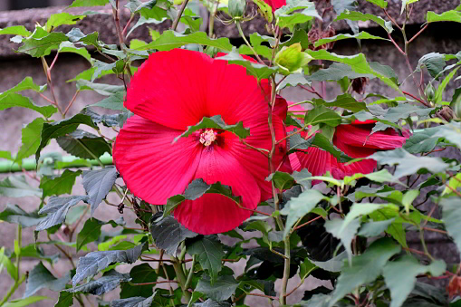 Taitanbicus is a hybrid of Hibiscus moscheutos and Hibiscus coccineus, which was developed by a Japanese company. It is perennial and, while each flower blooms only for a day, about 200 flowers bloom from one stock per season (July-September). The flower is huge