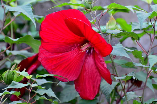 Taitanbicus is a hybrid of Hibiscus moscheutos and Hibiscus coccineus, which was developed by a Japanese company. It is perennial and, while each flower blooms only for a day, about 200 flowers bloom from one stock per season (July-September). The flower is huge