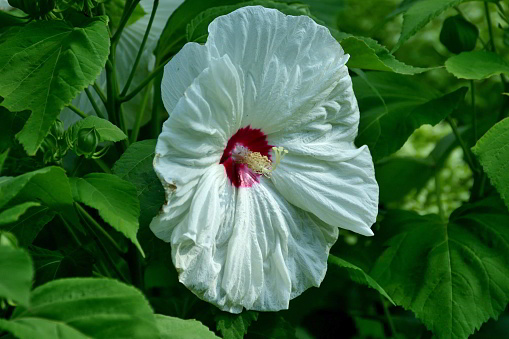 Hibiscus moscheutos, commonly known as hardy hibiscus, swamp mallow or rose mallow, is a vigorous, rounded, shrubby, hairy-stemmed perennial of the mallow family. \nShowy, dinner plate-sized, hollyhock-like flowers have five white, creamy white or pink petals with reddish-purple to dark crimson bases which form a sharply contrasting central eye. Each flower has a showy central staminal column of white to pale yellow anthers.