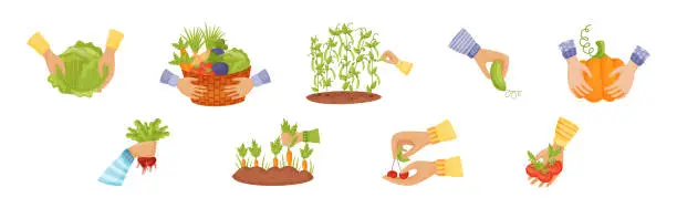 Vector illustration of Hands Harvest Ripe and Juicy Agricultural Crops Vector Set