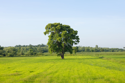 large tree stands in a field of grass. sky is clear and blue, grass is lush and green. scene is peaceful and serene, with the tree providing a sense of calm and tranquility