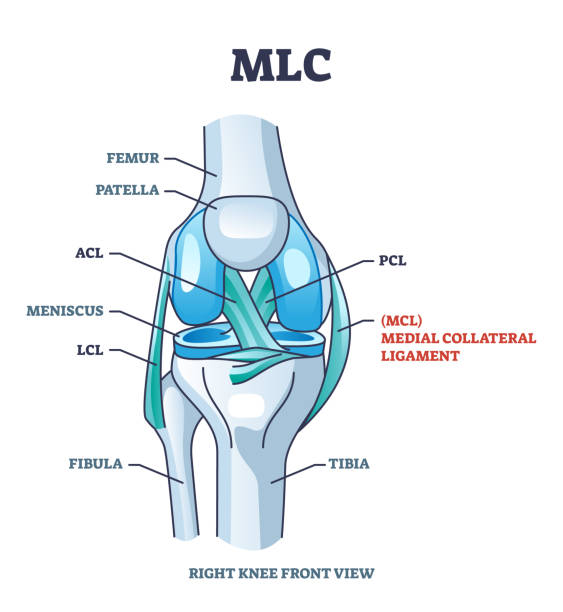 MLC or medial collateral ligament anatomical location in knee outline diagram MLC or medial collateral ligament anatomical location in knee outline diagram. Labeled educational leg skeletal system with bones and ligaments vector illustration. ACL, PCL and LCL medical study. posterior cruciate ligament stock illustrations
